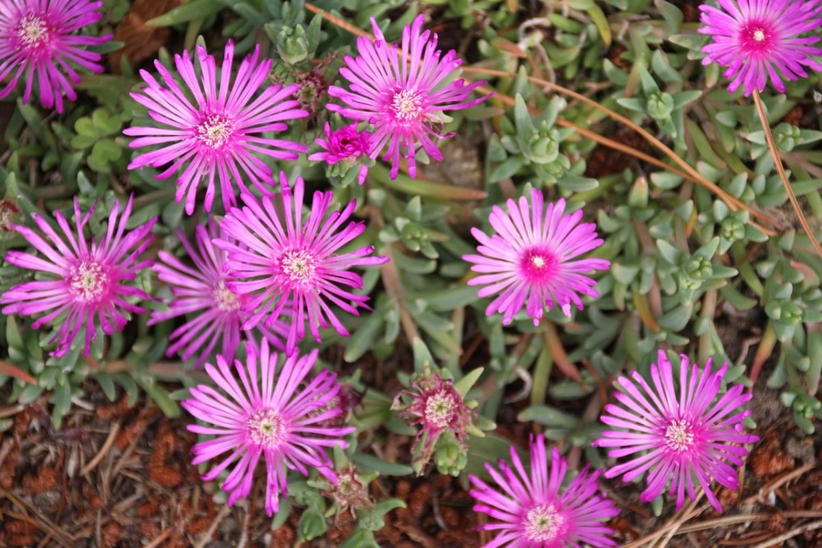 Kokias gėles sodinti ant kapo / nuotrauka pexels.com