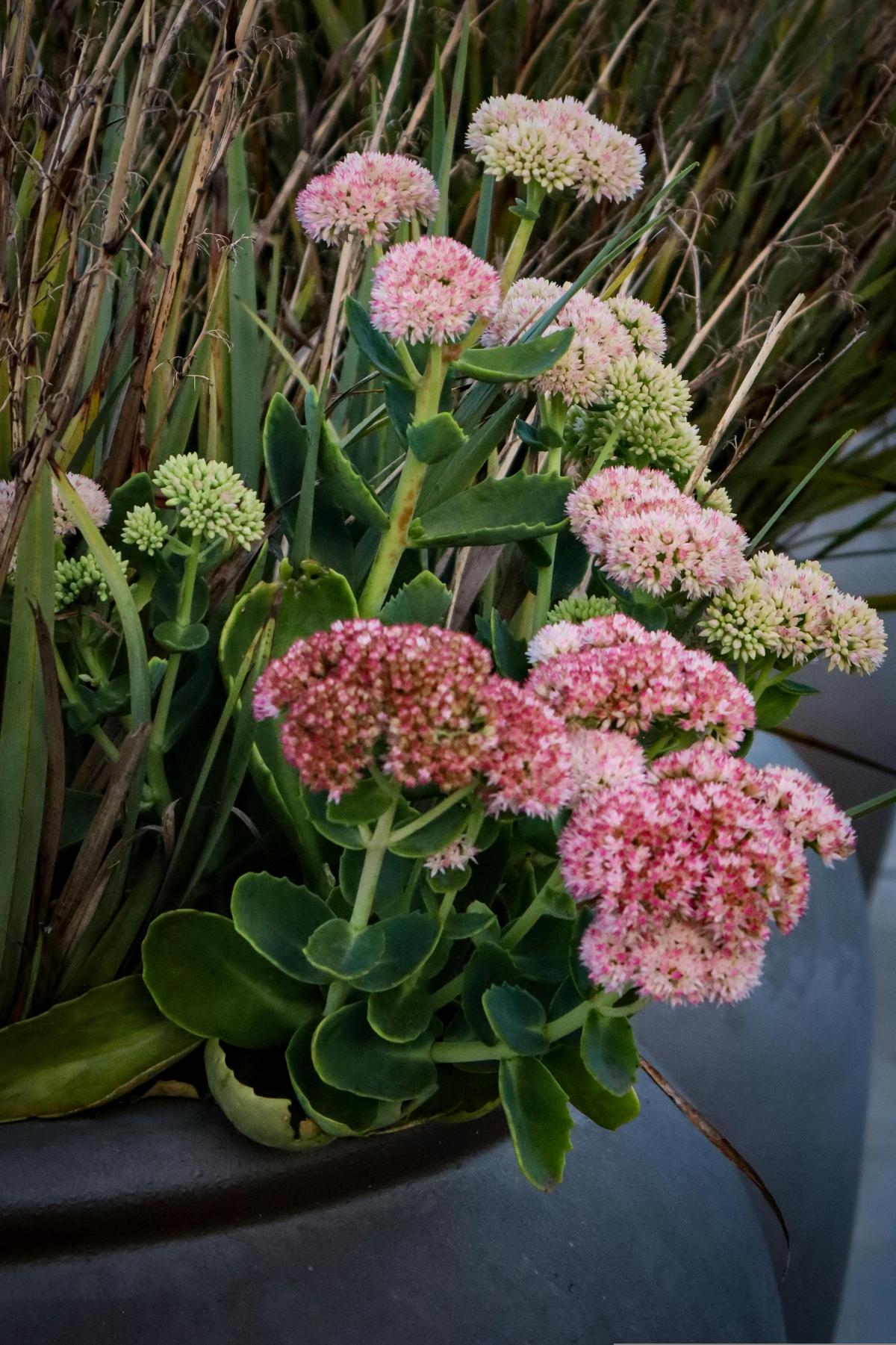 Kokias gėles sodinti kapinėse, kad jos žydėtų visą vasarą / foto pexels.com