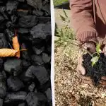 4 nuostabūs anglies naudojimo sode būdai 4 nuostabūs anglies naudojimo sode būdai