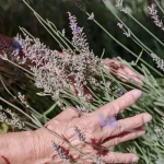 Ką privalote padaryti kovo mėnesį, jei norite vešlių levandų krūmų ka-privalote-padaryti-kovo-menesi-jei-norite-vesliu-levandu-krumu.webp.webp