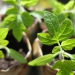 Kaip namuose auginti pomidorų, pipirų ir kopūstų daigus kaip-namuose-auginti-pomidoru-pipiru-ir-kopustu-daigus.webp.webp