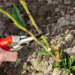 Pavasarinis rožių genėjimas skatina žydėjimą: vasarą jos žydės kaip niekad pavasarinis-roziu-genejimas-skatina-zydejima-vasara-jos-zydes-kaip-niekad.webp.webp