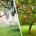 Amarai niekada nebelies prie obelų: veiksmingas dviejų ingredientų sprendimas