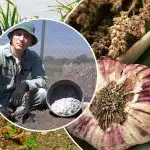 Česnakai augs šuoliais: kaip paruošti lysves rudenį