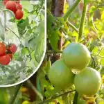 Du šimtai gramų ir jie sunoksta: sodininkė pasidalijo savo senamadišku