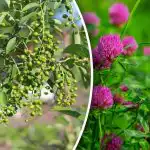 Ir jums nereikia orų prognozės: kurie augalai pranašauja lietų