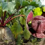 Kada nuimti burokėlių derlių 2025 m.: įvardinti du prinokusios daržovės