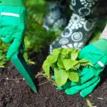 Kada sodinti braškes rudenį, kad pavasarį būtų galima surinkti kibirus