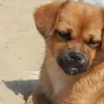 Kai šuo pasirenka vieną šeimininką šeimoje: pagrindinio žmogaus mechanizmas kai-suo-pasirenka-viena-seimininka-seimoje-pagrindinio-zmogaus-mechanizmas.jpg