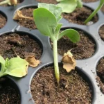 Kaip apsaugoti sodinukus nuo „juodosios kojos“: kaip išvengti augalų ligų kaip-apsaugoti-sodinukus-nuo-juodosios-kojos-kaip-isvengti-augalu-ligu.webp.webp