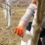 Kaip ir kada geriausia balinti medžius: netiks joks kenkėjas