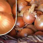 Kaip išsaugoti svogūnus, kad jie nesudygtų iki vasaros: sodininkas atskleidžia