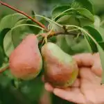 Kaip tinkamai genėti kriaušę, norint gauti didžiulį derlių: sodininkų patarimai