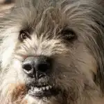 Kas atsitiks, jei nepastebėsite seno šuns pažinimo nuosmukio: pirmieji požymiai kas-atsitiks-jei-nepastebesite-seno-suns-pazinimo-nuosmukio-pirmieji-pozymiai.jpg