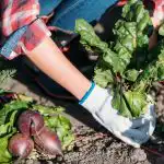 Ko neturėtumėte auginti savo sode: sodininkai įvardijo 5 probleminius augalus,