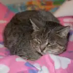 Kodėl katė kenčia skausmą ir jo nerodo: evoliuciniai spąstai šeimininkams kodel-kate-kencia-skausma-ir-jo-nerodo-evoliuciniai-spastai-seimininkams.jpg