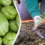 Kodėl savo sode būtinai reikia sodinti chajotą: kokia šio augalo