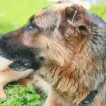 Kodėl šuo pagal kvapą paima kitų šunų emocijas: cheminio bendravimo paslaptis kodel-suo-pagal-kvapa-paima-kitu-sunu-emocijas-cheminio-bendravimo.jpg