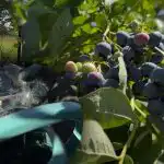 Mėlynės atlaikys bet kokias šalnas: pagrindines rudens priežiūros paslaptis atskleidė