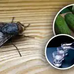 Musės išnyks akimirksniu: geriausi natūralūs vabzdžių repelentai Musės išnyks akimirksniu: geriausi natūralūs vabzdžių repelentai