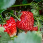 Nebus kur dėti uogų: kaip maitinti braškes, kad nuimtumėte gausų saldžių vaisių derlių nebus-kur-deti-uogu-kaip-maitinti-braskes-kad-nuimtumete-gausu.webp.webp