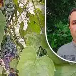 Paprasta gudrybė siekiant gero derliaus: sodininkas atskleidė pagrindinį vynuogių priešą