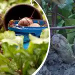 Paprastas veiksmas rugpjūtį: sodininkas pasidalijo, kaip padaryti, kad burokėliai būtų