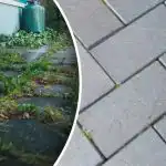 Piktžolės jūsų kieme išnyks per naktį, jei jas nupurkšite vienu