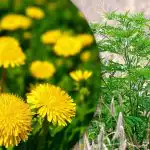 Portulaka, kviečių žolė, ambrozija: kaip amžinai atsikratyti piktžolių sode