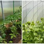 Rekordinis derlius nustebins net kaimynus: kaip greitai sudrėkinti dirvą šiltnamyje