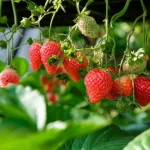 Uogos bus smulkios ir rūgščios: pavojingi kaimynai braškėms, apie kuriuos mažai kas žino uogos-bus-smulkios-ir-rugscios-pavojingi-kaimynai-braskems-apie-kuriuos.webp.webp