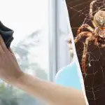 Vienas produktas valys langus tol, kol jie spindės, ir atsikratys