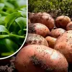 Žemė bus kaip pūkas: sodininkas pasakė, ką sėti nuėmus bulvių